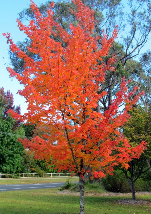 Acer rubrum 'October Glory' - October Glory Maple - - Plant Photos