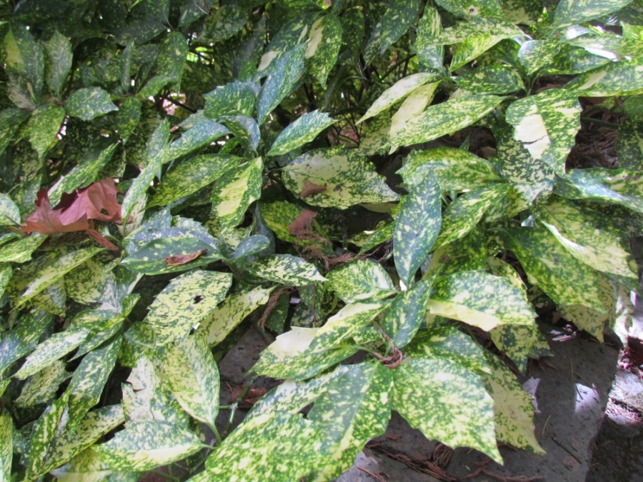 Aucuba japonica Spotted Laurel Plant Photos &amp; Information