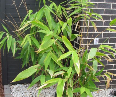 grass tiger maxima bamboo plant