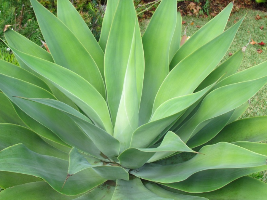 Agave attenuata -Foxtail Agave - Plant Photos & Information