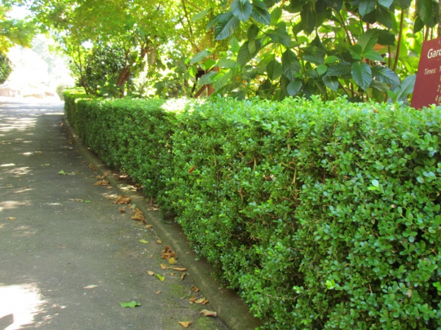 Japanese Box Hedge Spacing