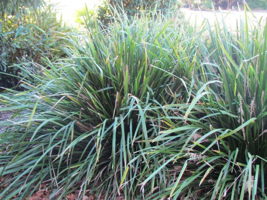 Lomandra longifolia - Spiny Mat Rush - Plant Photos & Information