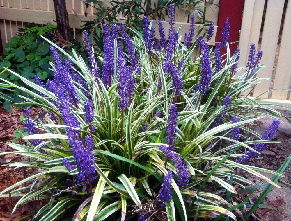 Liriope muscari 'Variegata' - Variegated Lily Turf - Plant Photos ...