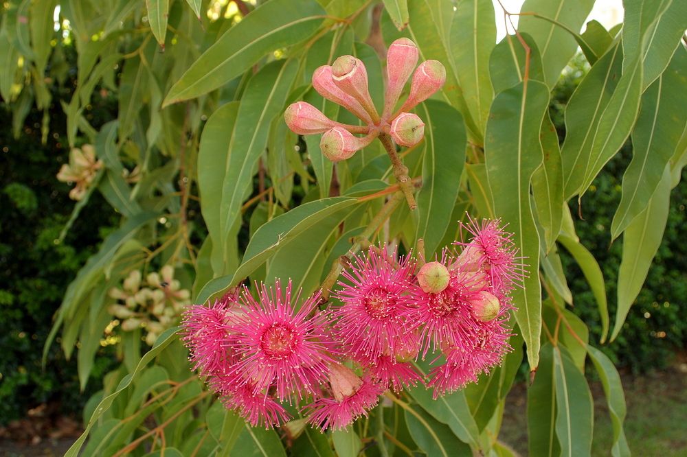 https://www.dapplelandscapedesign.com.au/assets/plarge-flowering-gum-flowers-464.jpg