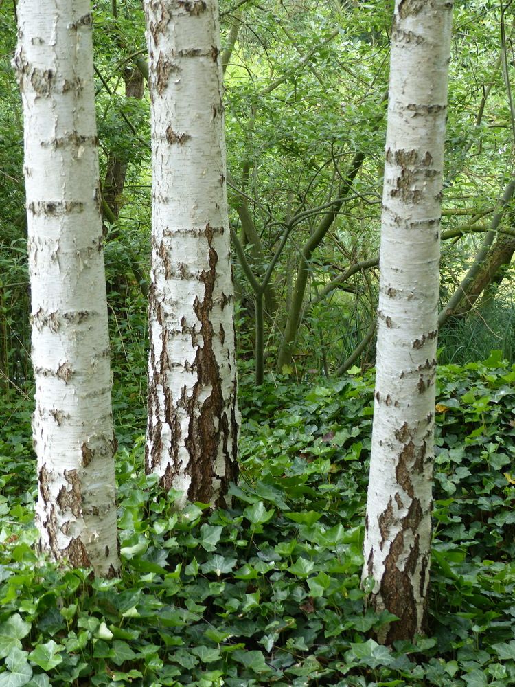Silver Birch, Betula pendula