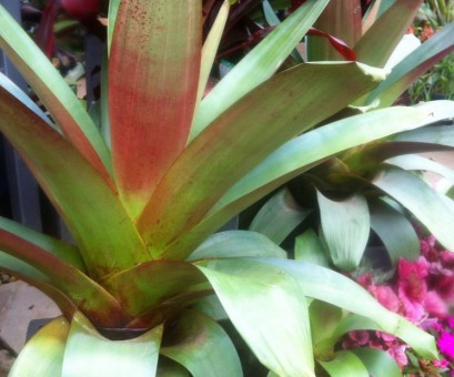 Alcantarea imperialis ‘Rubra’ - Imperial Bromeliad - Plant Photos ...