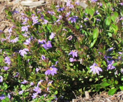 Scaevola aemula 'Mauve Clusters' - Fairy Fan Flower - Plant Photos ...