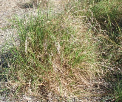 Themeda australis - Kangaroo Grass - Plant Photos & Information