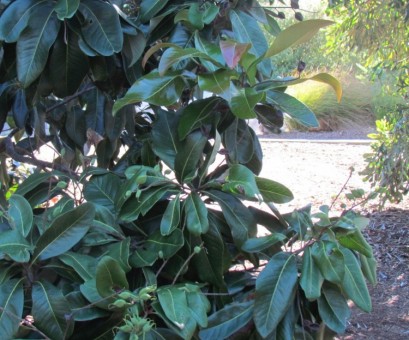 Buckinghamia celsissima - Ivory Curl Flower - Plant Photos & Information