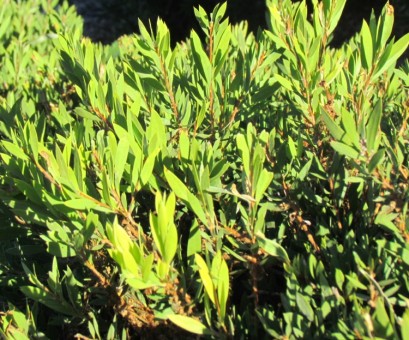 Callistemon citrinus 'White Anzac - White Anzac Bottlebrush - Plant ...