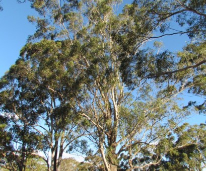 Eucalyptus moluccanna - Grey Box - Plant Photos & Information